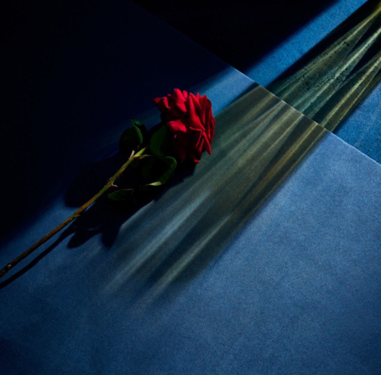 Ijm sklavenfrei blumen