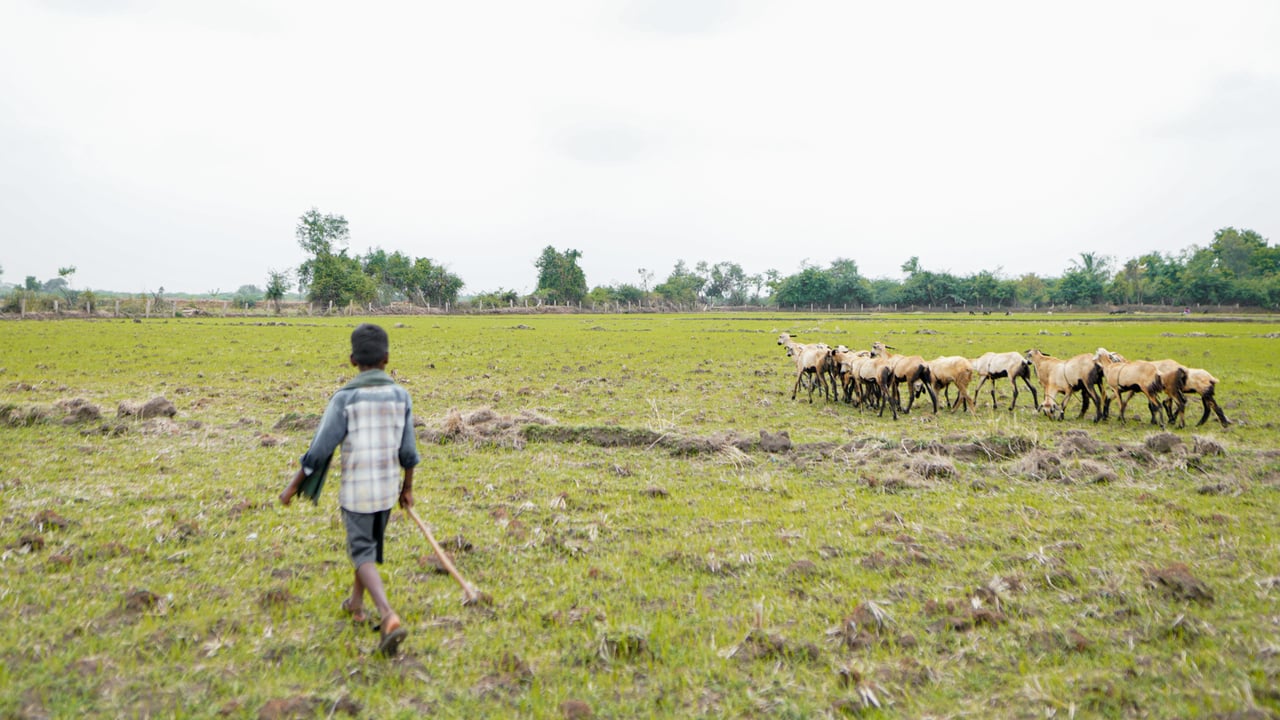 NAV00621 jpg 201909 CHE Stock Images of Goat Grazing Approved for Full Use cr