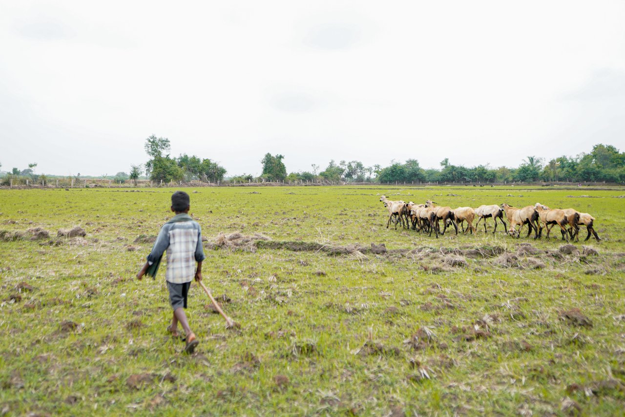 NAV00621 jpg 201909 CHE Stock Images of Goat Grazing Approved for Full Use cr