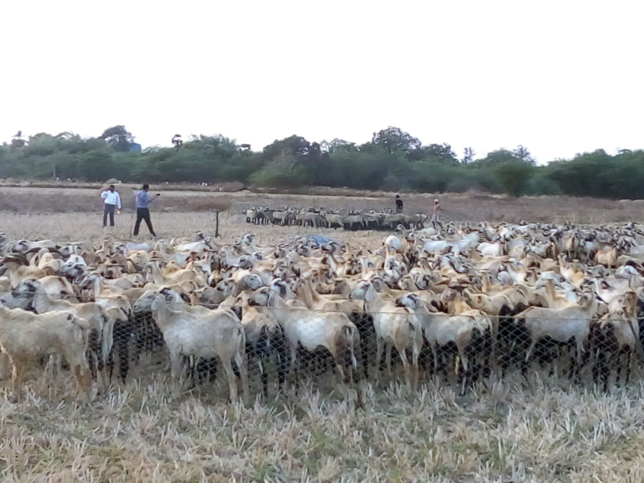 2019 04 CHE FSD Goat Grazing Rescue 12 jpg 2019 04 CHE FSD Goat Grazing Rescue Approved for Full Use
